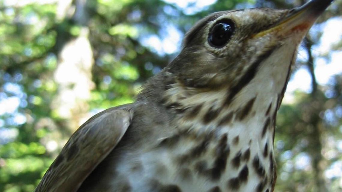 What Bird Sounds Like a Whistle Or a Flute: Discover the Melody!