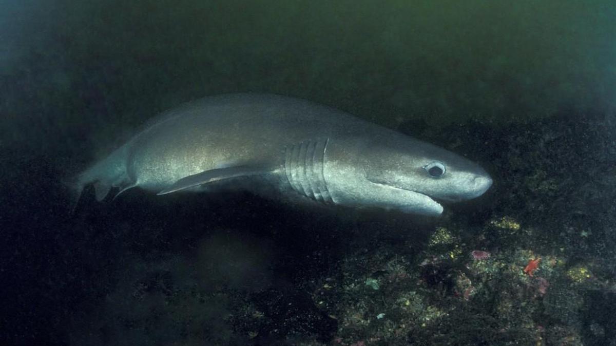 Bluntnose sixgill sharks can be found swimming in the depths of Puget Sound and elsewhere.