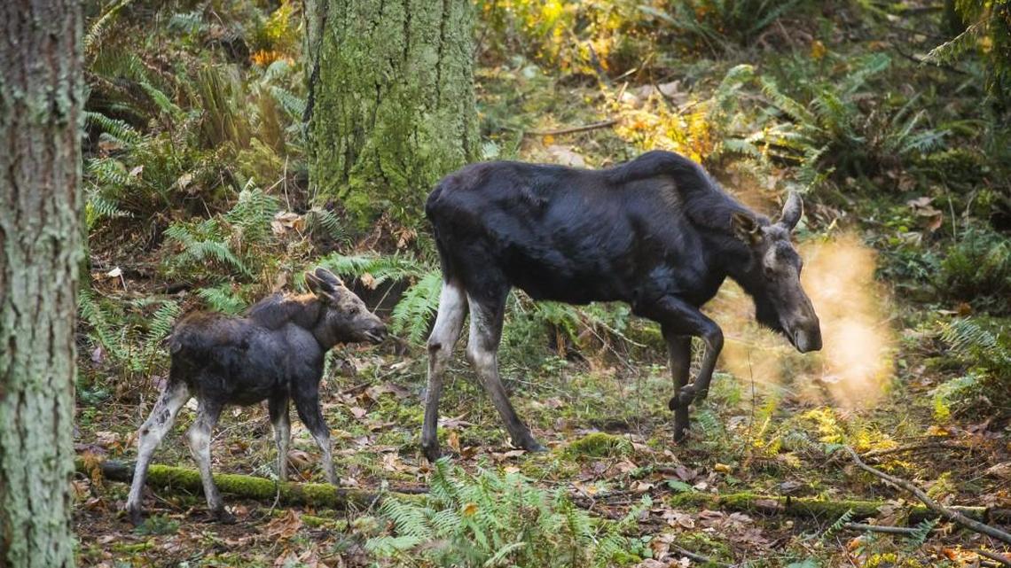 Willow, a 5-month-old calf, follows her mother, Connie, as they walk through the free-roaming area at Northwest Trek Wildlife Park.