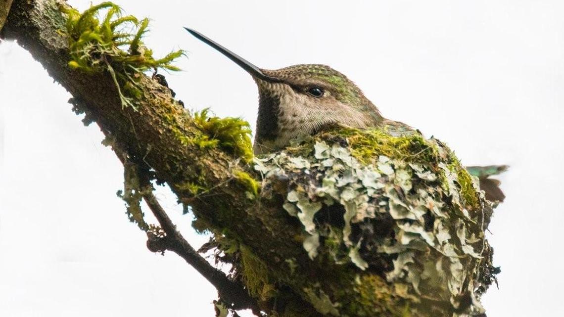 Anna’s hummingbird nests are so small that not even one parent can sit in it.
