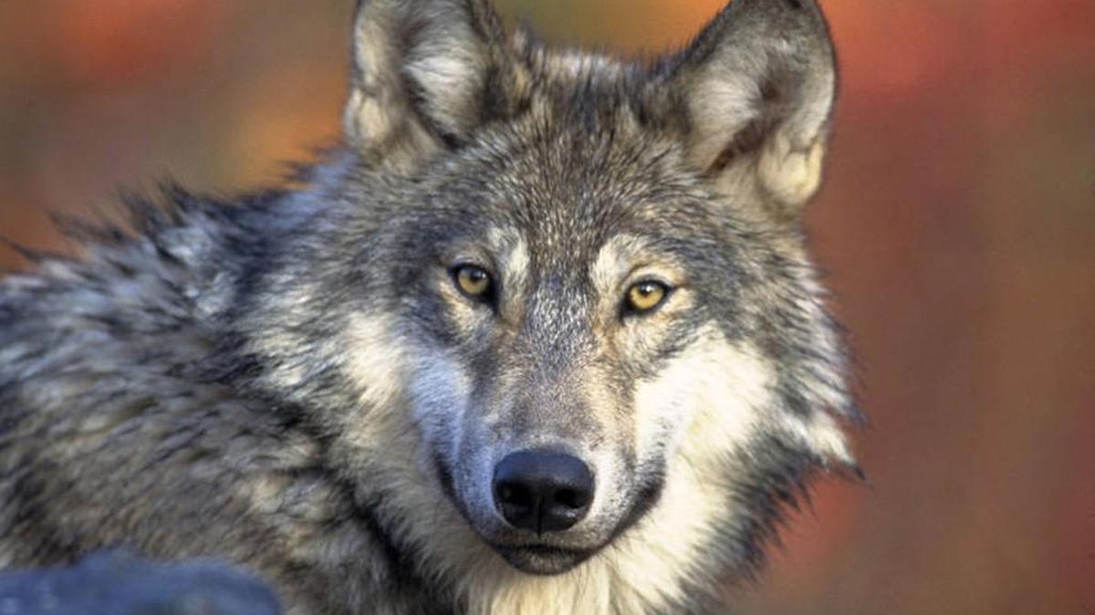 REI in Tacoma is hosting a program Tuesday on wolves in Washington. You must pre-register online for the Wolf Haven program.