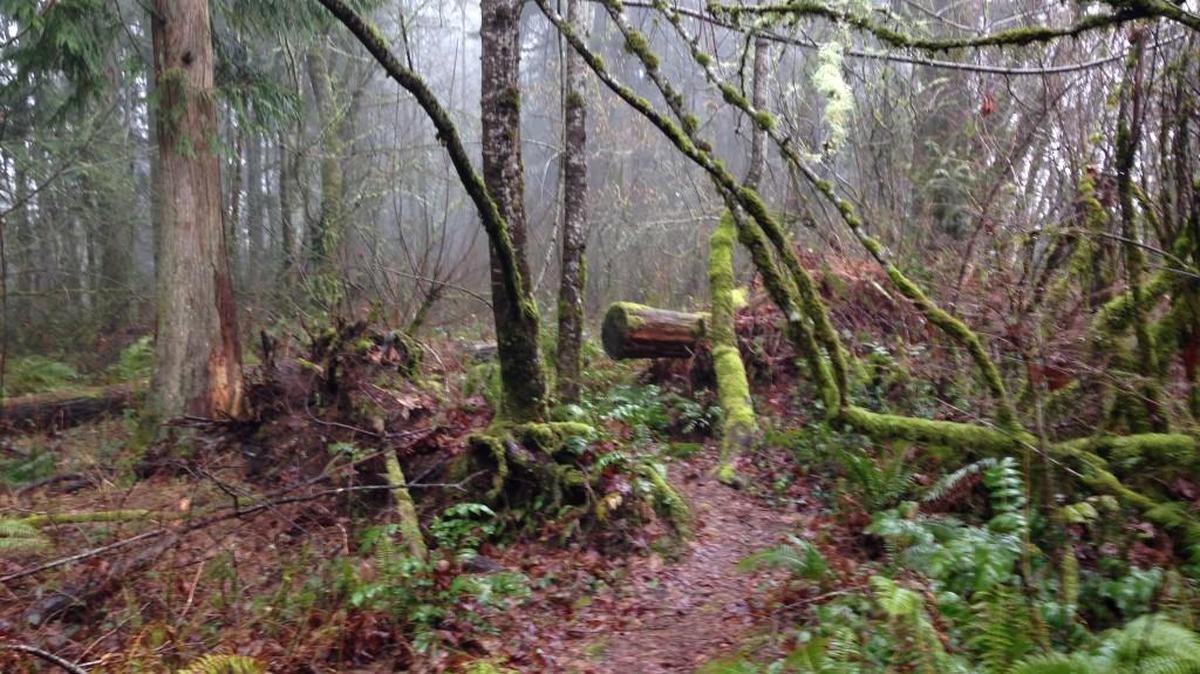 Seminary Hill in Centralia lets hikers choose their own adventure by linking numerous short trails.