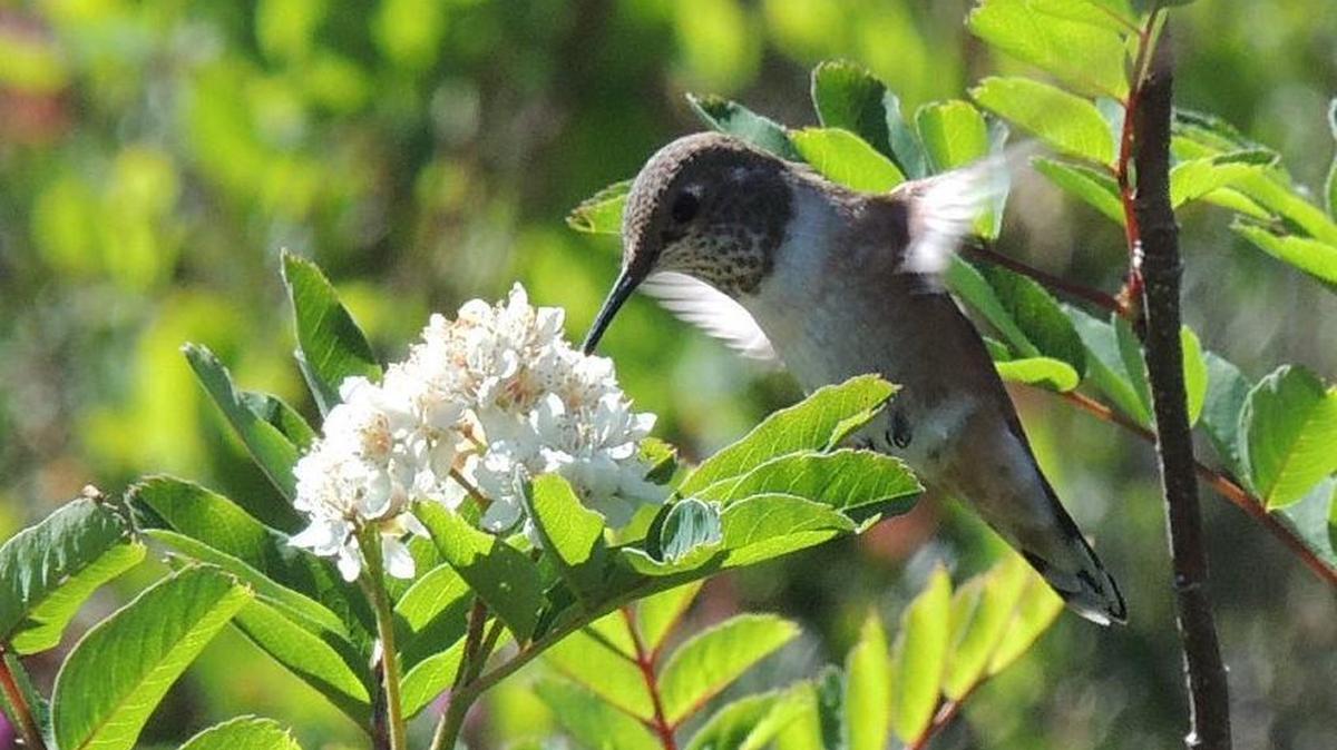 The Backyard Wildlife Sanctuary program run by the state Department of Fish and Wildlife can help attract more wildlife to your home.