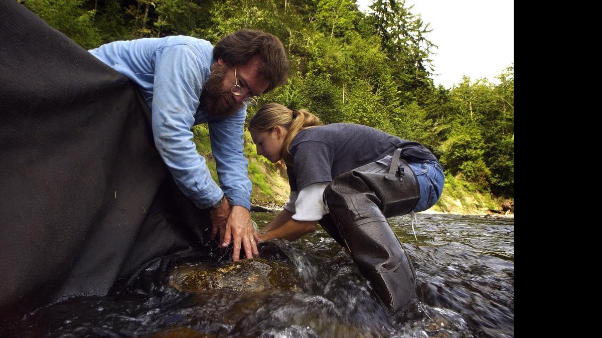 
Nisqually Stream Stewards help with a variety of project, such as when volunteer David Anderson of Roy worked with Teresa Moon, project manager with the South Sound Salmon Enhancement Group,to place sandbags and fabric barriers to protect Mashel River from debris during logjam construction.
