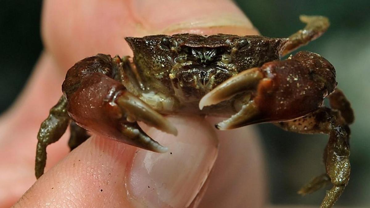 It is easy to find crabs of all sizes and colors when exploring a Puget Sound beach at low tide.