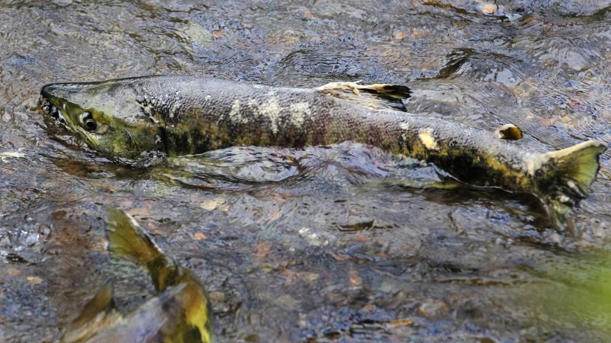 Chum salmon, one of five species of Pacific salmon, are starting to return to their natal streams in the South Sound and Hood Canal.