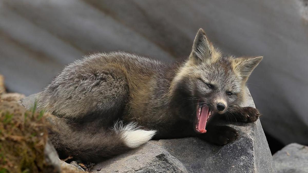 
The Cascade red fox is one of 268 fish and wildlife species identified in the state’s wildlife action plan. The state is working on an update of the plan, which looks at the species in Washington facing the greatest conservation needs.
