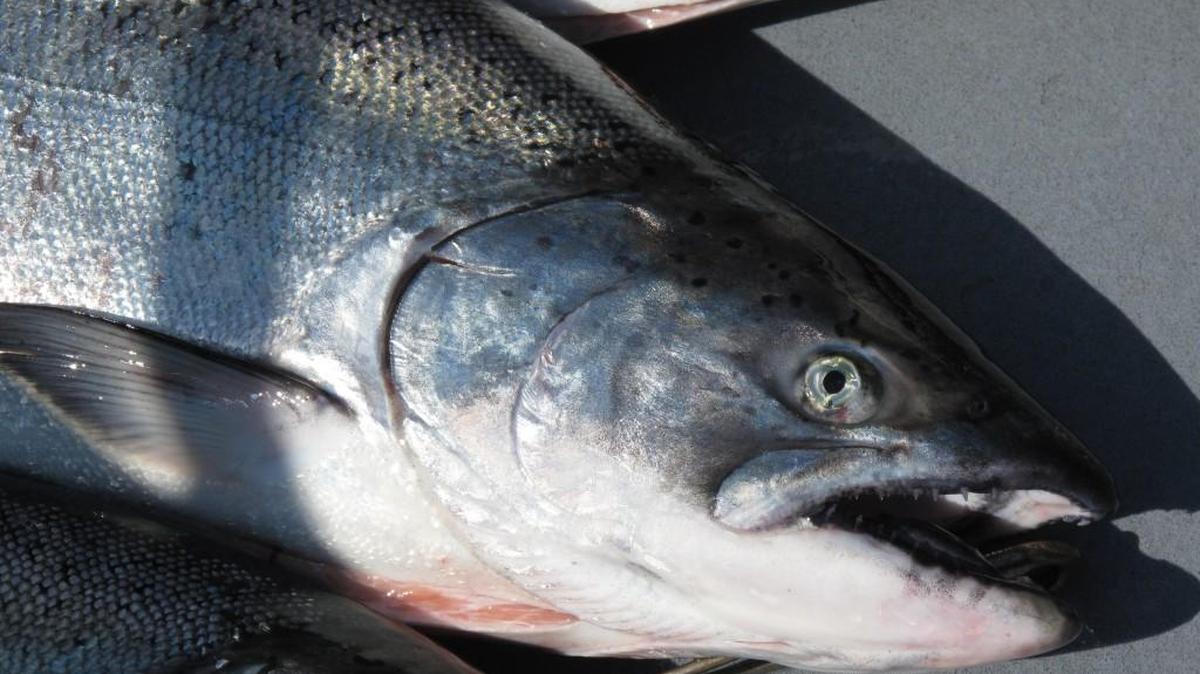 
There have been changes in locations and dates for two North Sound salmon derbies, and people in Friday Harbor are trying to start a new derby.
