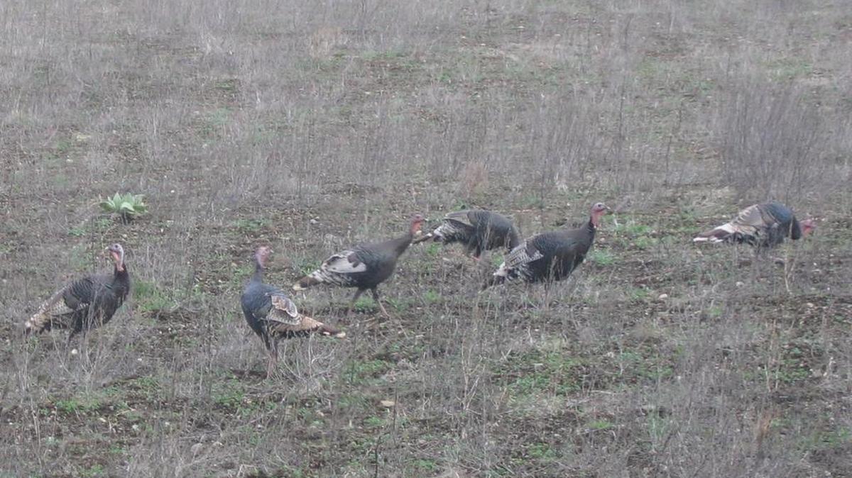 
A nearly $1.4 million federal grant will enable the state Department of Fish and Wildlife to provide public access on up to 10,000 acres of private turkey and deer hunting land in Northeast Washington and Klickitat County.
