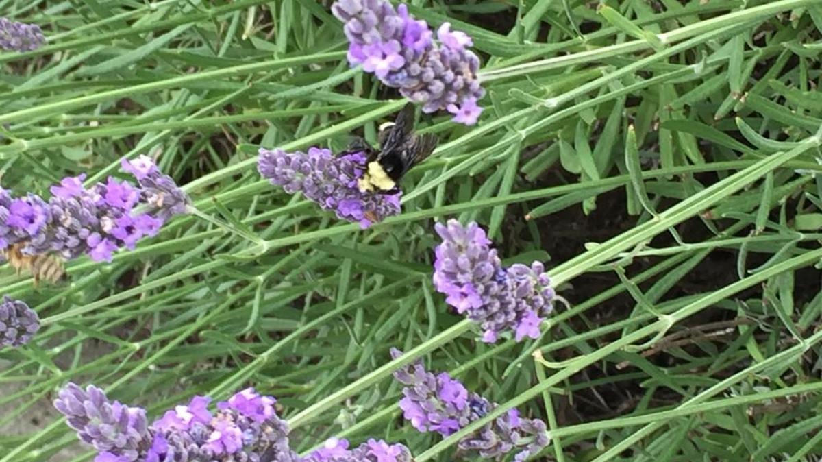 It’s all about lavender as the Sequim Lavender Festival takes place Friday (July 15) through Sunday.