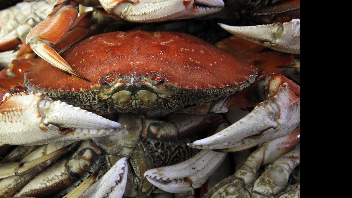 
Crab fishing has been good in Puget Sound. A speed crabbing derby is scheduled for Saturday in Everett.
