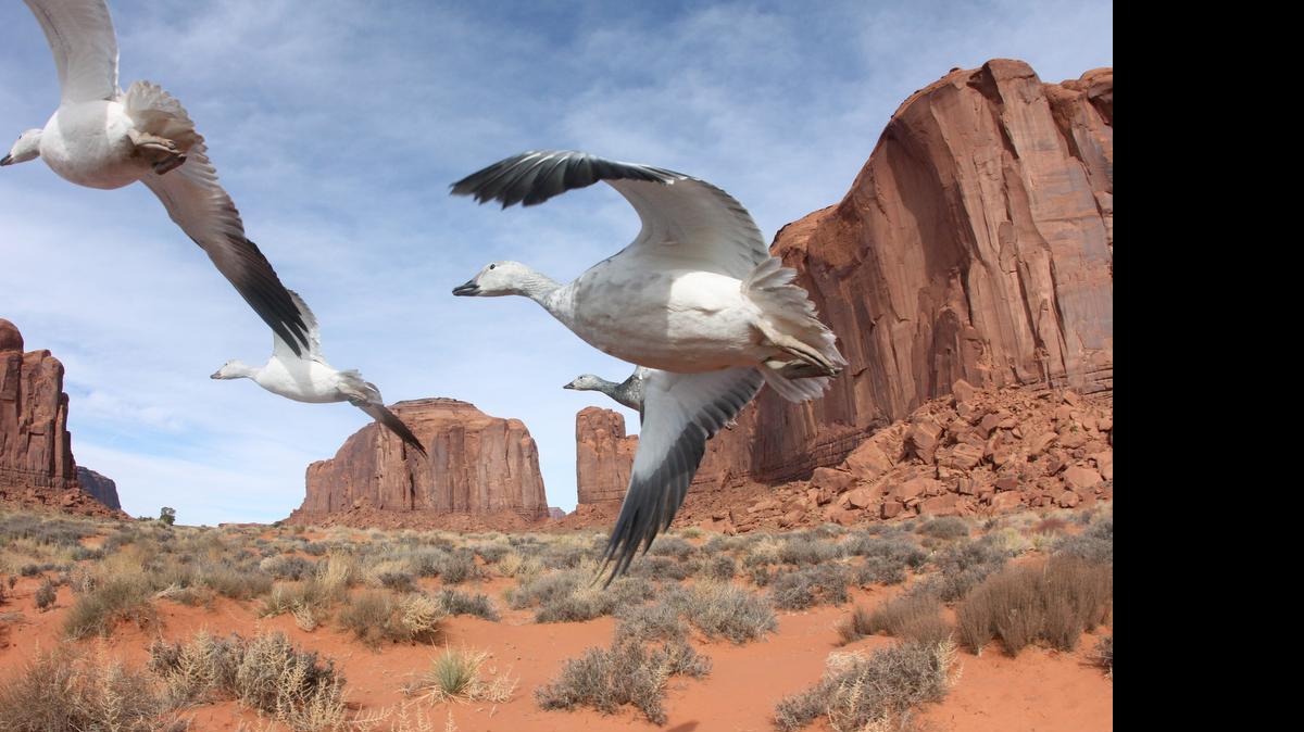 
Snow geese fly through Monument Valley during Episode One, Norht America, from the TV series “Earthflight.”
