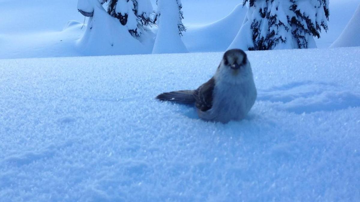 Gray jays at Mount Rainier National Park are infamous for pestering skiers and snowshoers in hopes of scoring food. A new study says climate change is making conditions worse for these birds in the park.