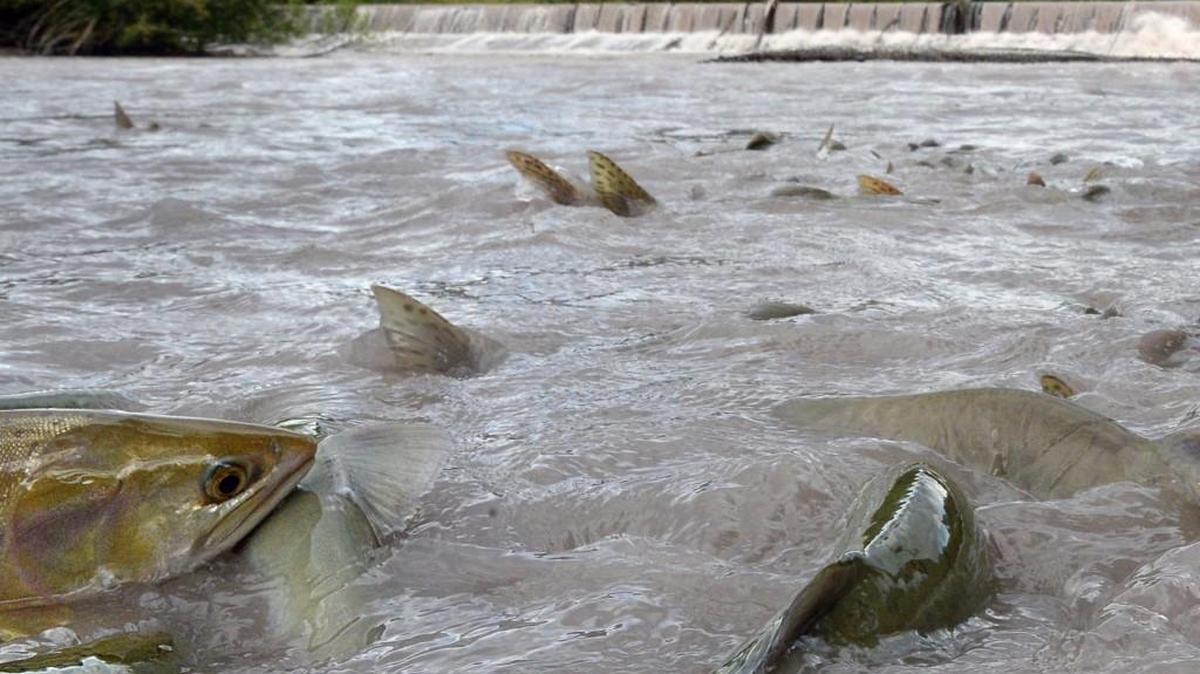 A talk Wednesday by Aaron Dufault of the state Department of Fish and Wildlife will look at the impact climate changes have on salmon runs.