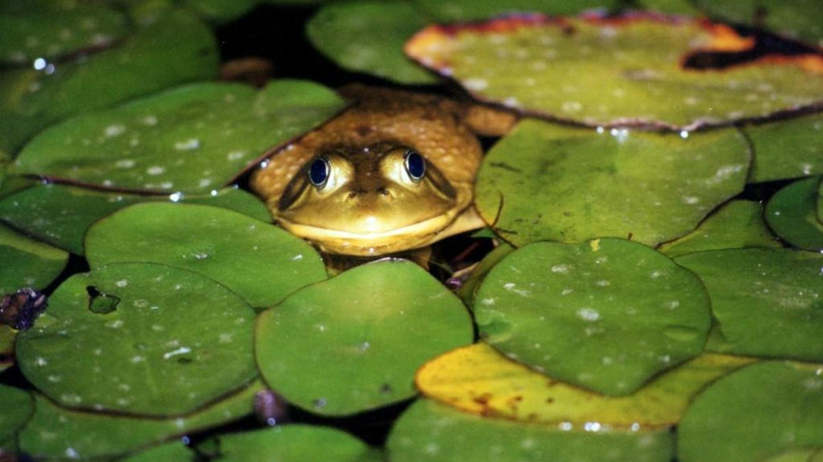 
The American bullfrog is just one example of an invasive species found in Washington.
