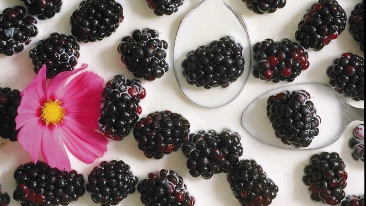 The Blackberry Festival in Bremerton Sept. 3-5 will celebrate all things blackberry.