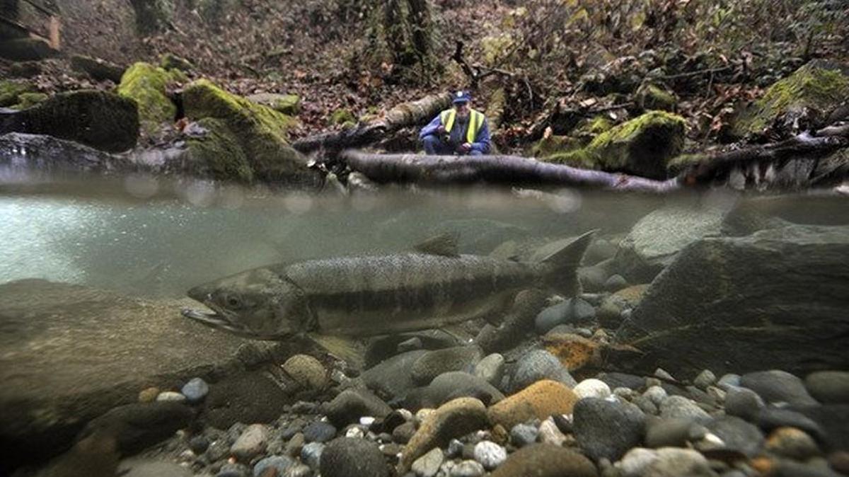 A chum salmon makes its way up Swan Creek to spawn. Swan Creek Park will be the site of Salmon Saturday, a celebration of the returning salmon from 10 a.m.-2 p.m. Dec. 12.