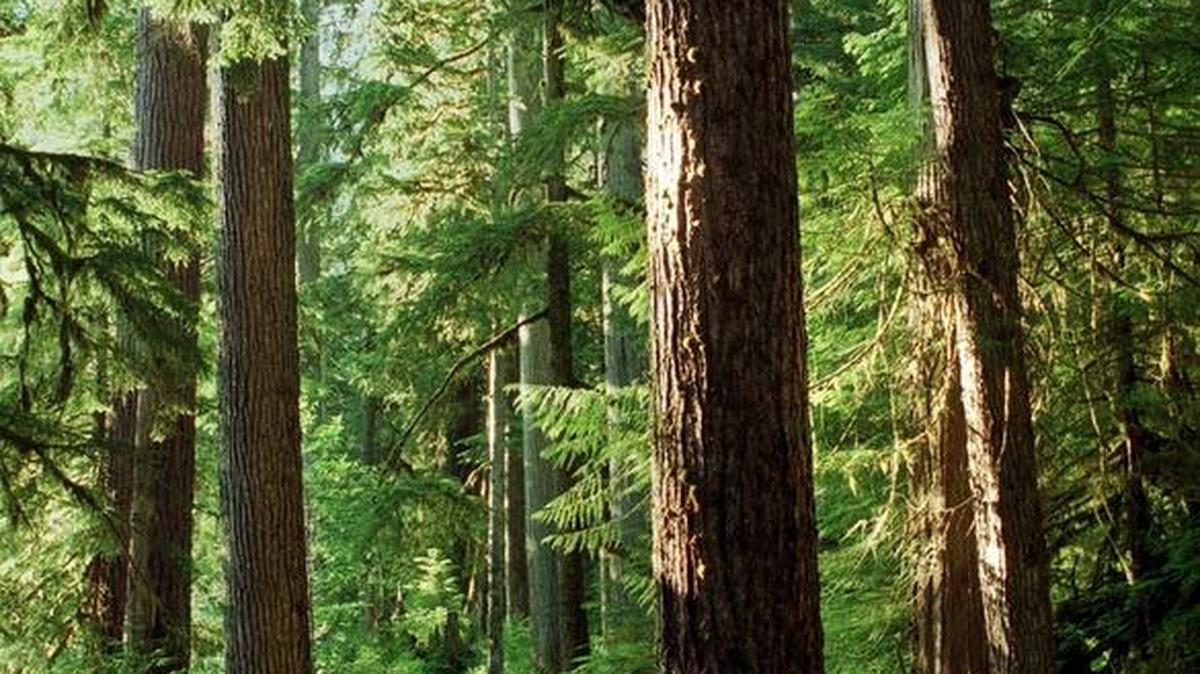 Hiking on the Olympic Peninsula will be the topic of a presentation Wednesday by Craig Romano at the Olympia Mountaineers’ Adventure Speaker Series.