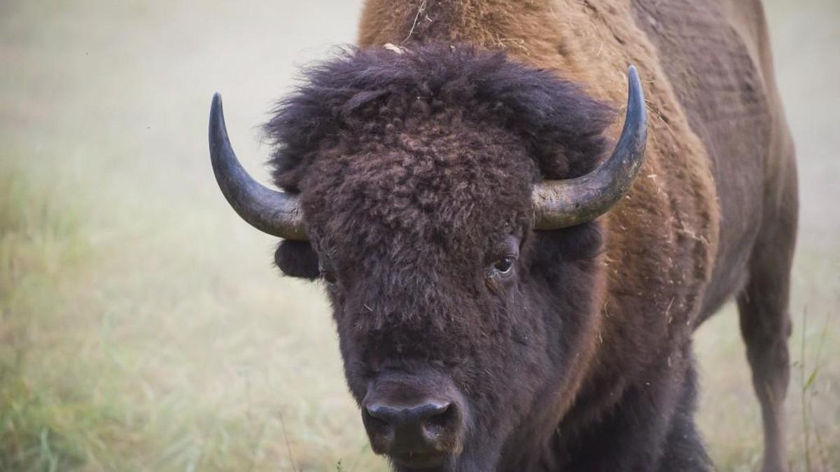 In May, the American bison was named the nation’s national mammal.