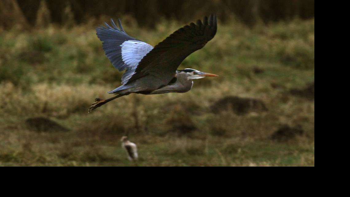 
Visitors to the Nisqually National Wildlife Refuge might see birds such as this great blue heron during a guided walk.
