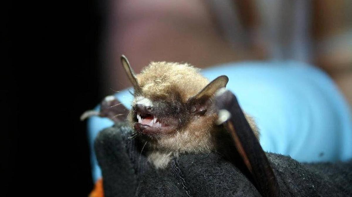 Big brown bats are just one species of bats found at Mount Rainier National Park.