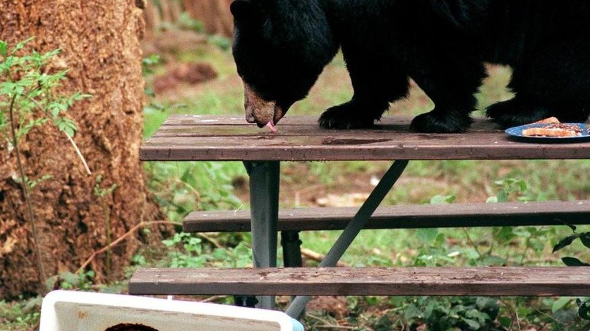 Visitors to Northwest Trek this weekend can take part in Bear Camp, which includes watching bears interact with a demonstration campsite.