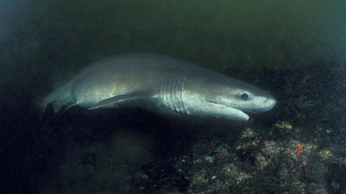 
Bluntnose sixgill sharks can be found swimming in the depths of Puget Sound.
