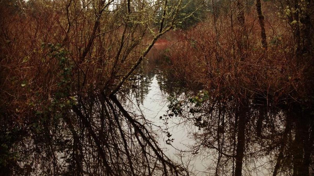 On Dec. 15, shortly after a stretch of heavy rain, Mukai Pond had spilled over onto Vashon’s Center Island Forest trail. Most of the 10-mile trail system was still in good shape.