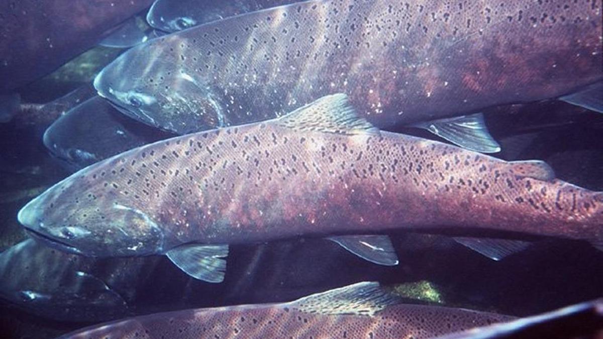 
Chinook salmon.

