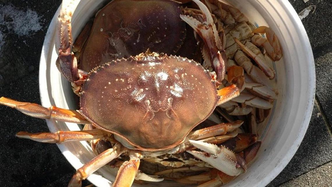 Fishing report for Dec. 29