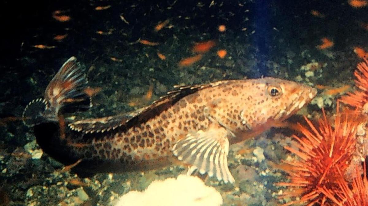 The ling cod fishing in the South Sound has been fair since it opened Sunday.