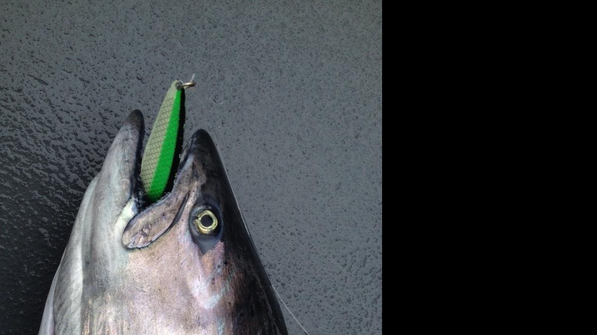 
A fish caught at Wesport using a Silver Horde Spoon.
