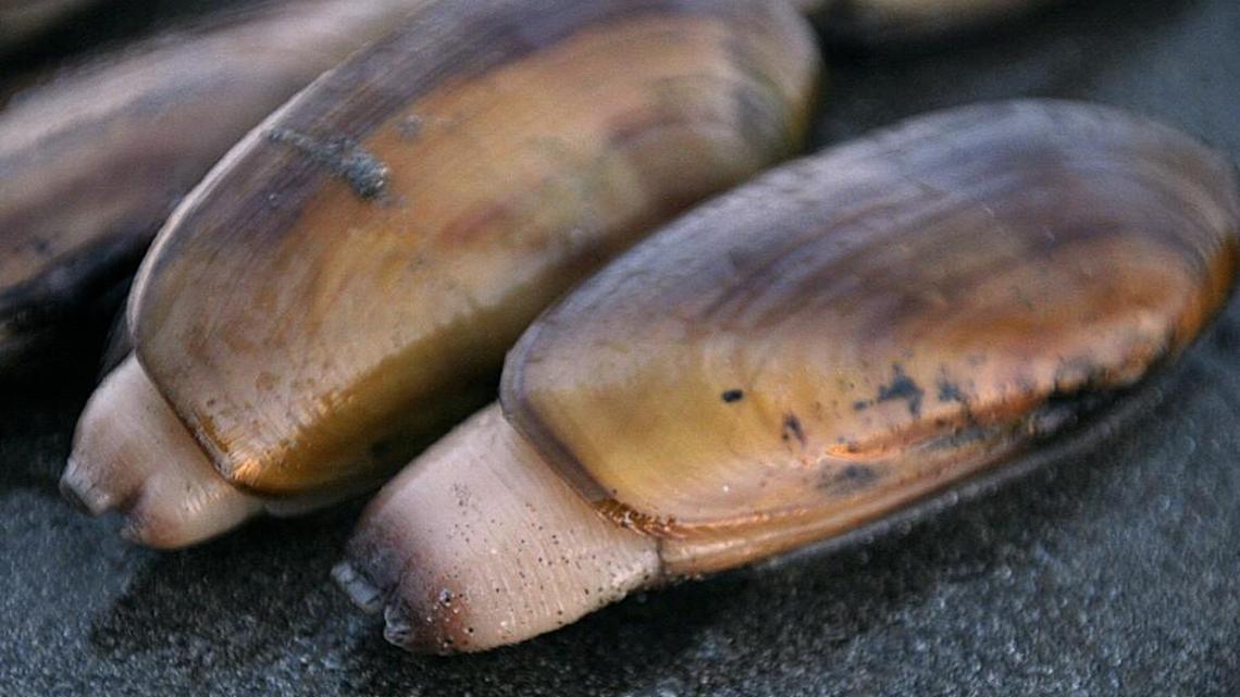 Razor clam dig at Twin Harbors highlights Nov. 25 fishing report