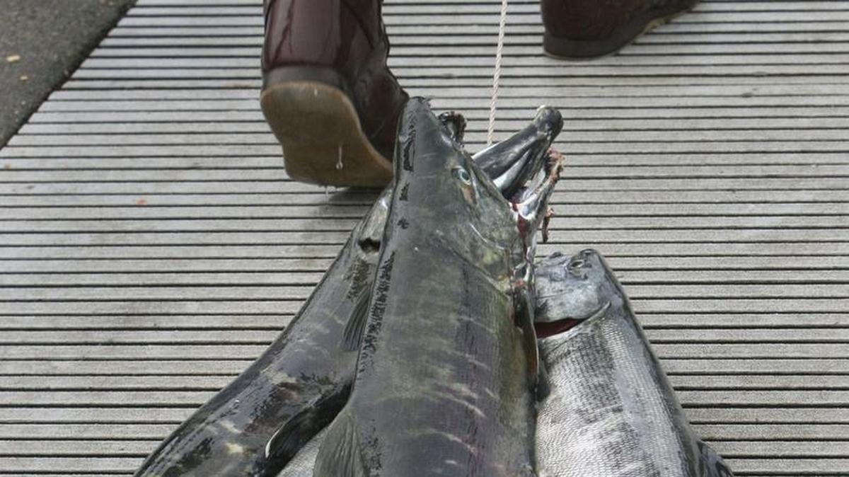 Fishing for chum salmon in Hood Canal at the Hoodsport fish hatchery has improved in the last week.