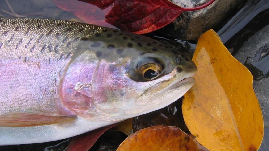 Despite the cold, lakes are producing some large rainbow trout