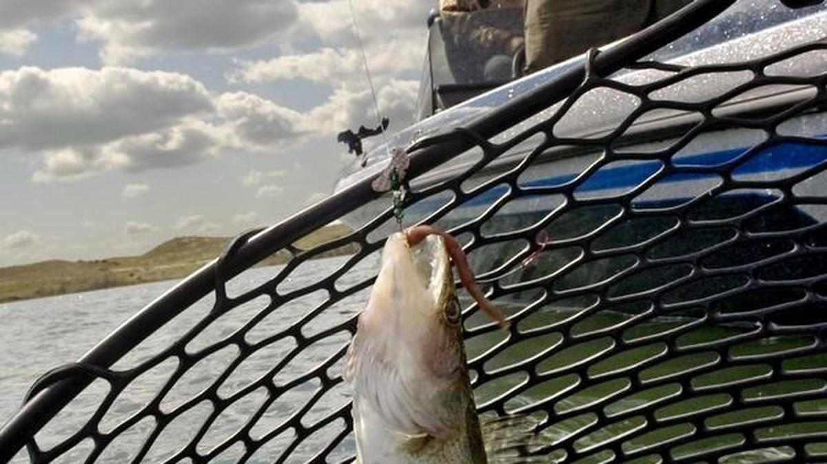 Some anglers are catching walleye in the Columbia River.