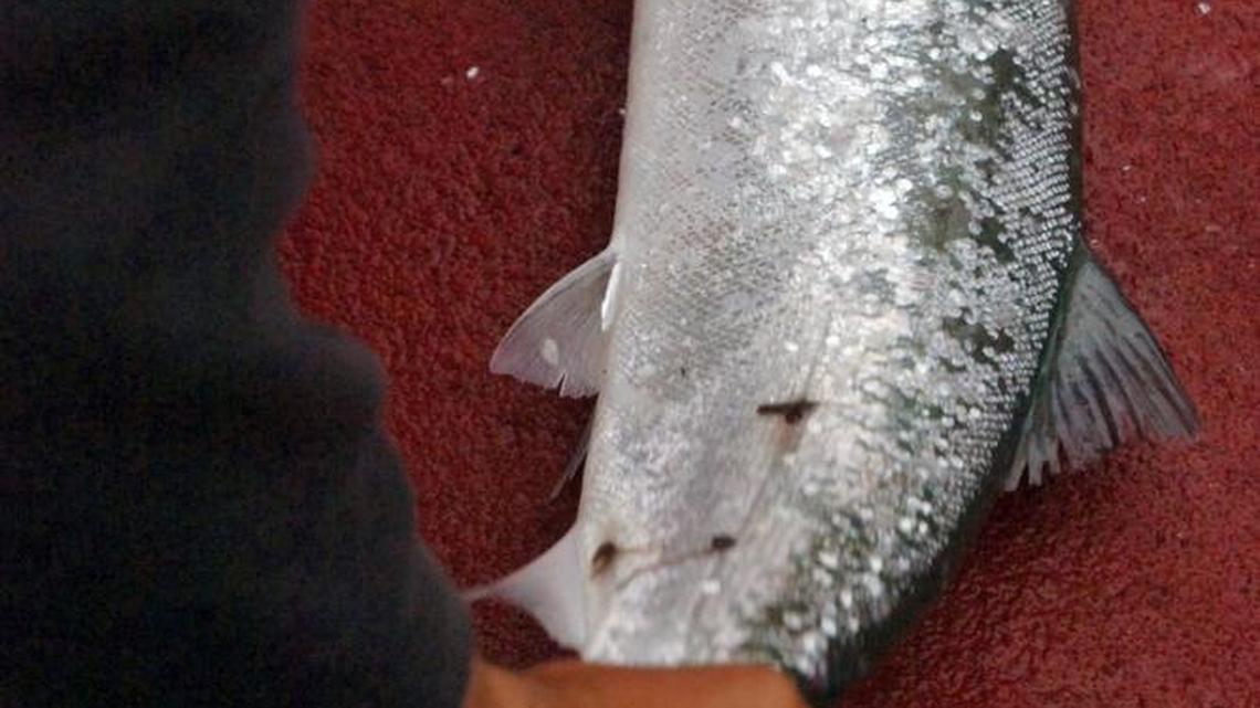 Fishing report: Anglers can keep hatchery coho caught in western portion of MA 13