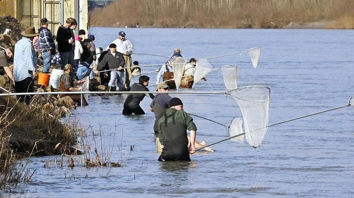 There were far more smelt dippers than smelt near Longview’s water treatment plant intake at Fishers Lane on the Cowlitz River in February 2008. Recreational dipping has been limited to a handful of days the last two years because of low runs.