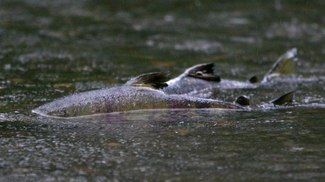 State staffer explains the inexact science of salmon forecasts