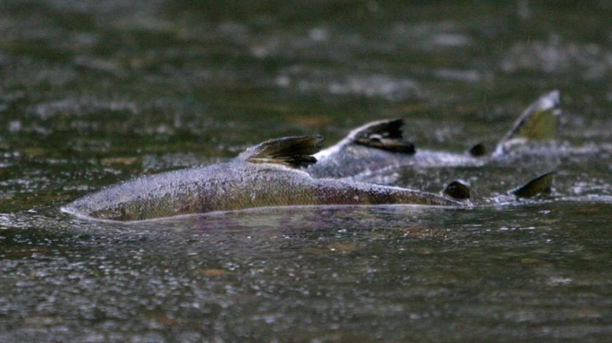Aaron DuFault of the state Department of Fish and Wildlife will talk about forecasting Puget Sound salmon runs at the Wednesday meeting of the Olympia Chapter of Trout Unlimited.
