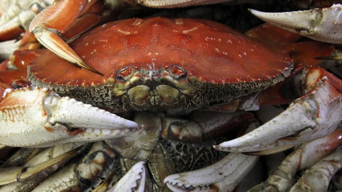 The waters of Marine Area 13 (Olympia) are open Thursdays-Mondays for crabbing.