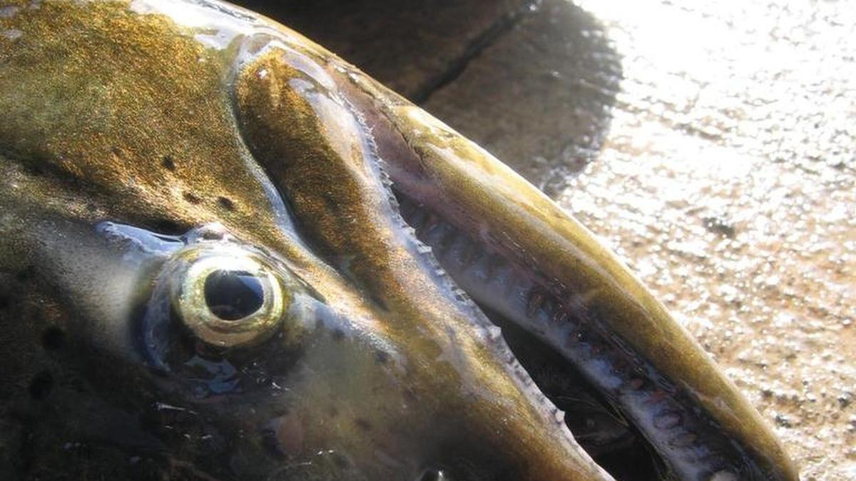 The fishing for chinook salmon has been improving on the Humptulips River.