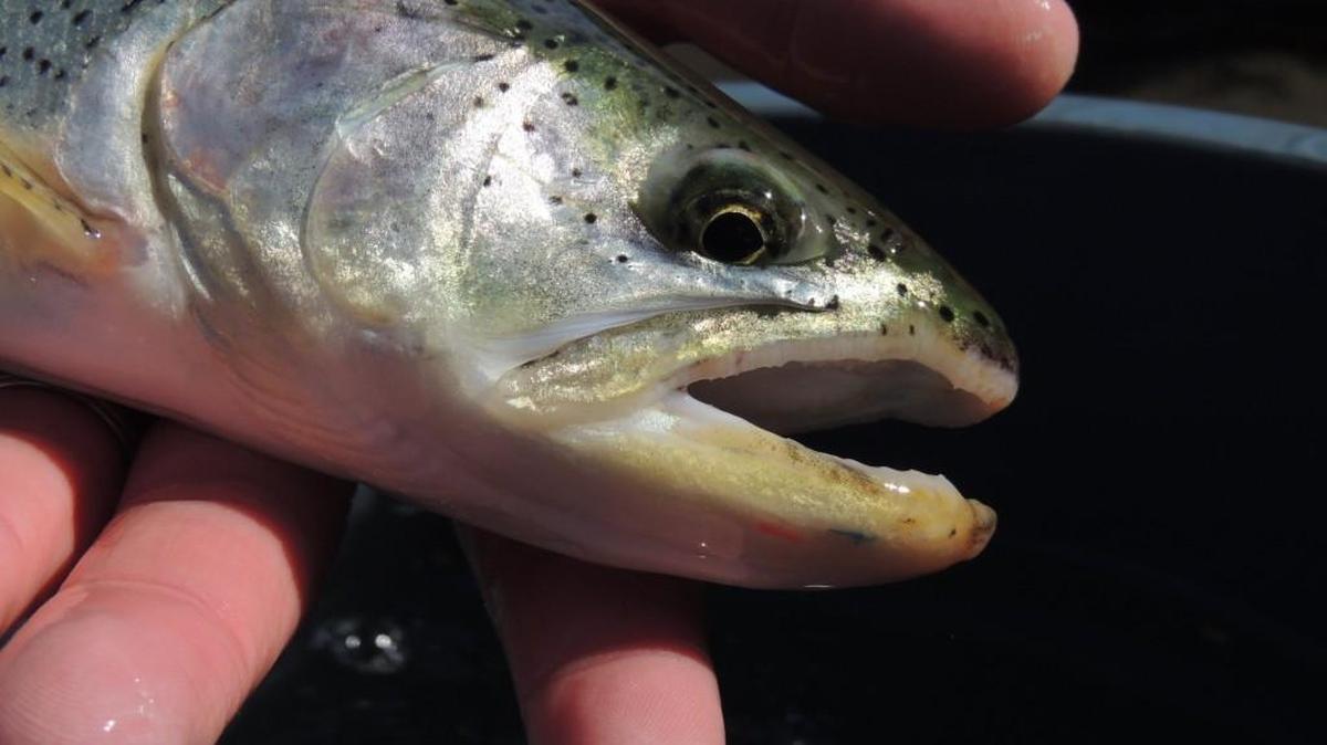 Sea-run cutthroat trout have been feeding on chum fry outmigrating from Puget Sound streams.