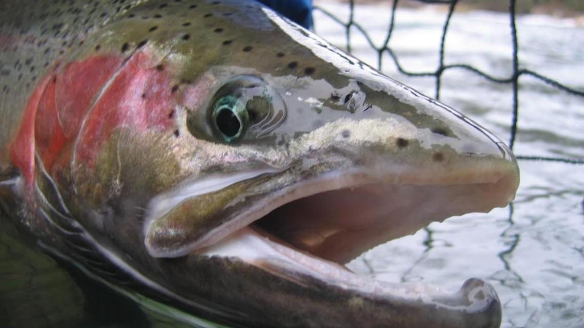 Fishing report for Feb. 26