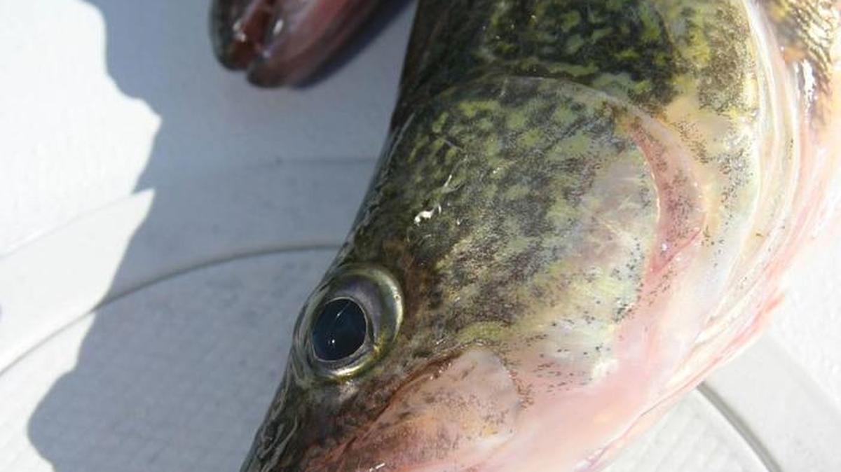 The walleye fishing on Potholes Reservoir is improving.