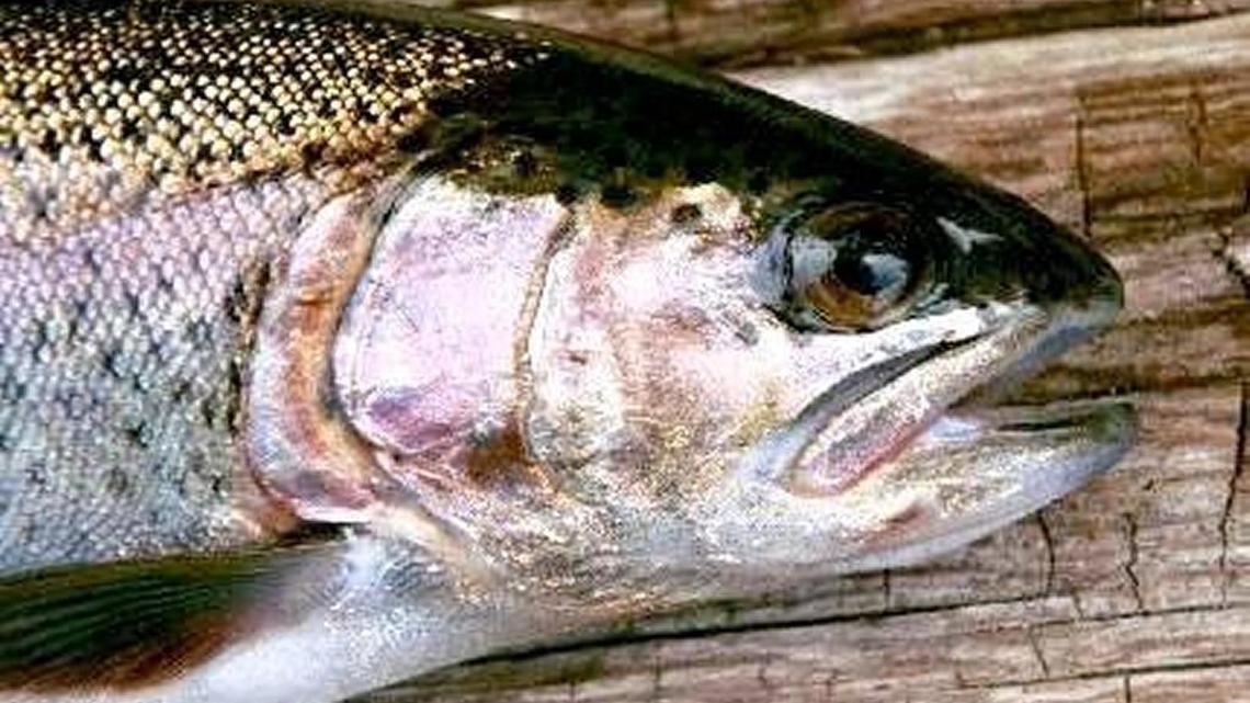 Fishing report for June 17