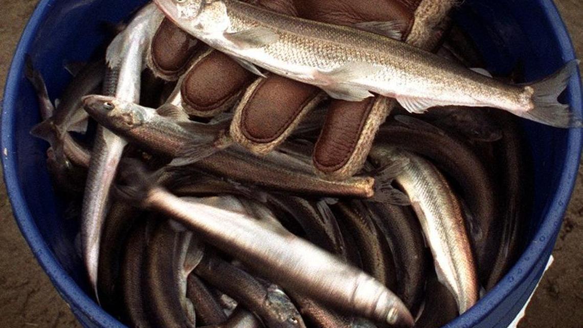 Fishing report for Dec. 11