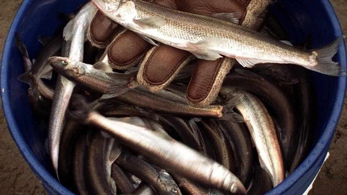 Forecasts aren’t promising for the smelt dipping season.