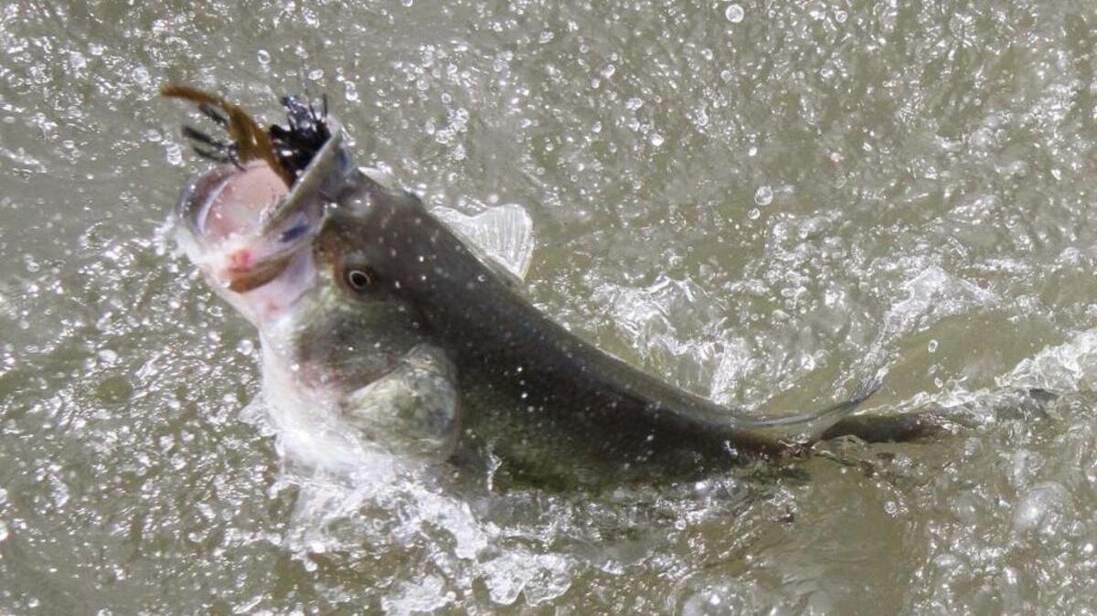 The bass fishing has been very good at locations including Silver Lake in Pierce County and Lake Sammamish.