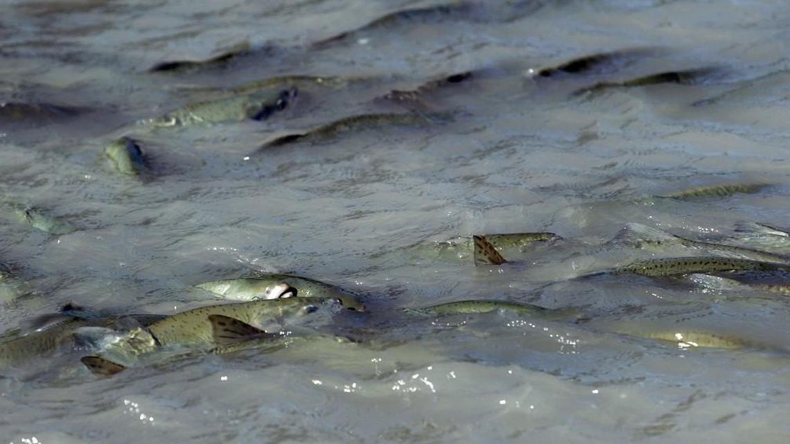 Jeffrey P. Mayor: There was plenty to think and talk about at the salmon forecast meeting